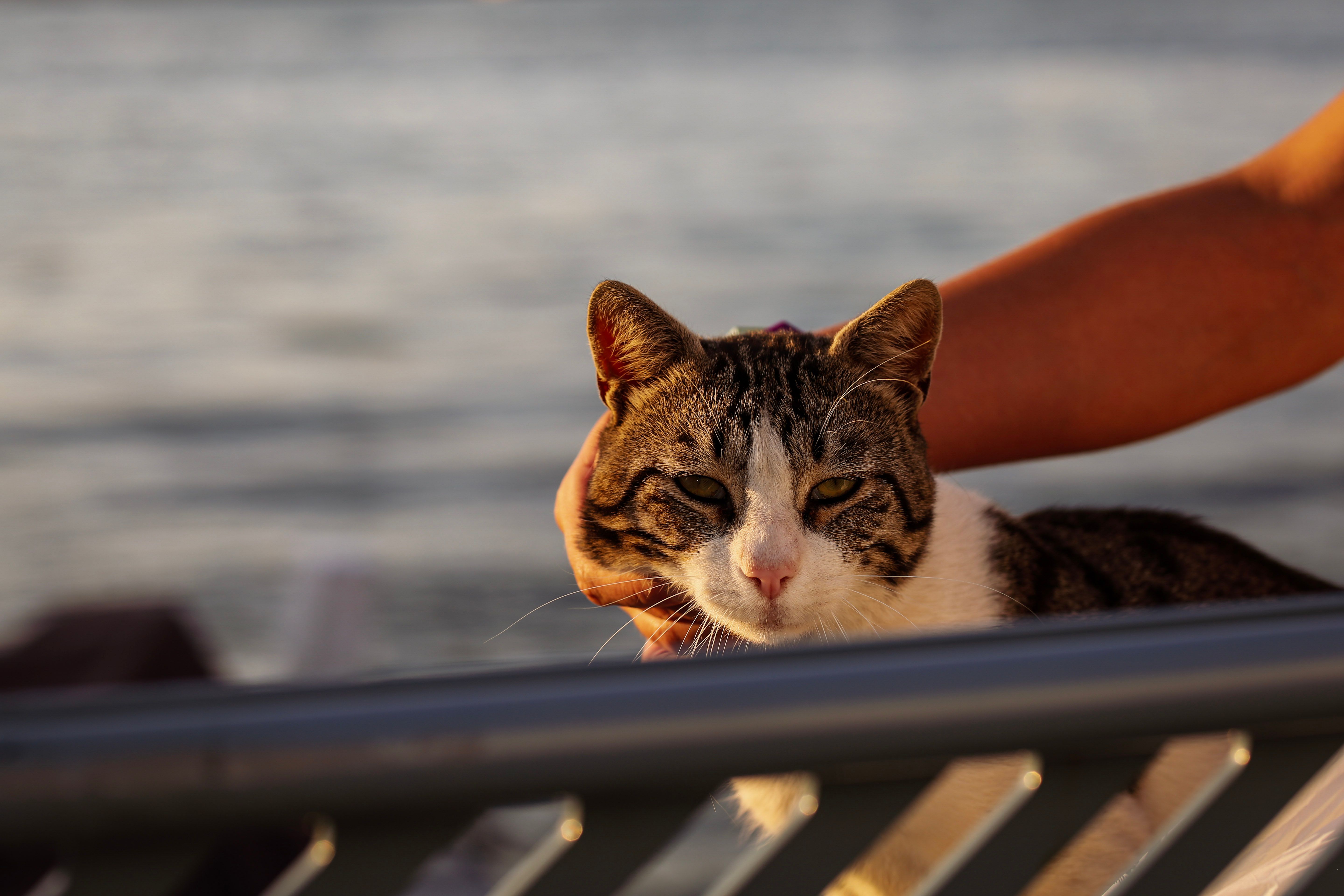 Healthcare and wellness consultation for a cat