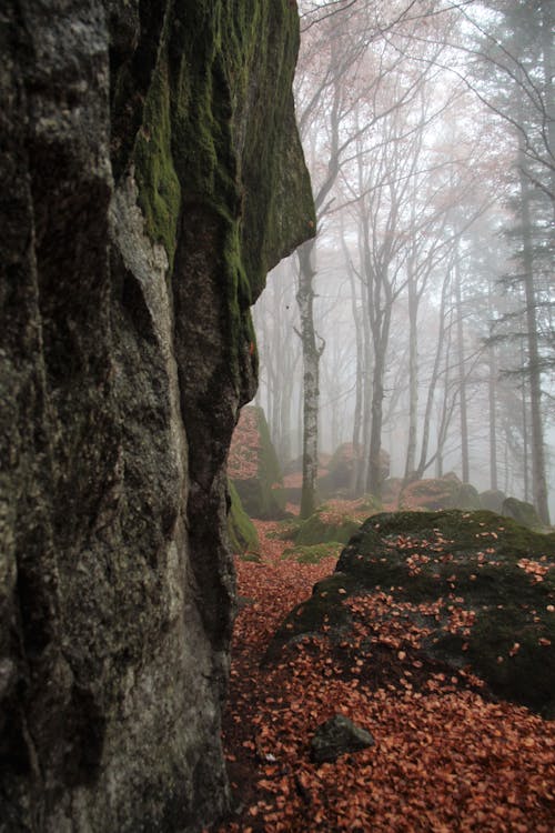 Trees in a Forest Covered with Fog