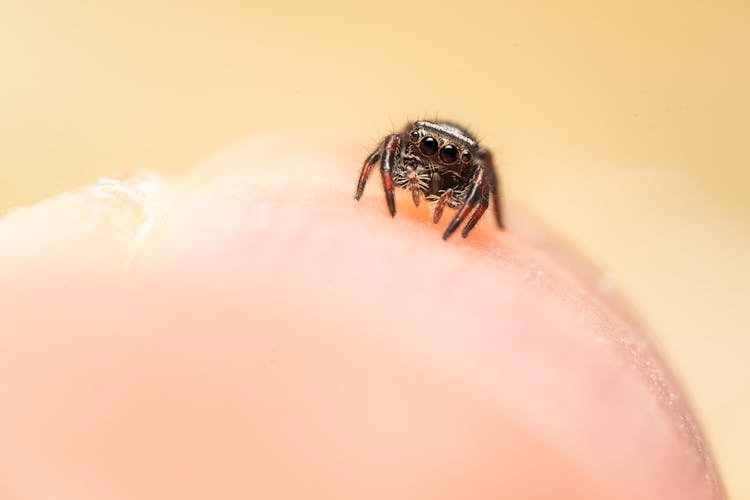 Extreme Close-up Of A Jumping Spider 