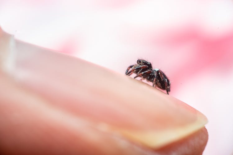 A Spider On A Fingernail