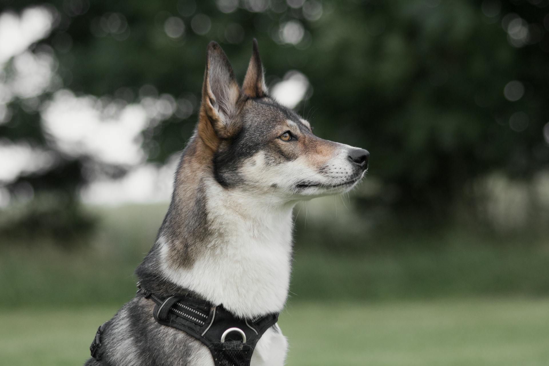 Close-Up Shot of a West Siberian Laika