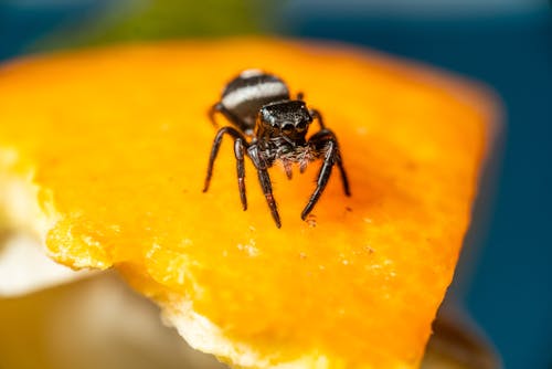 Spider on Orange Peel