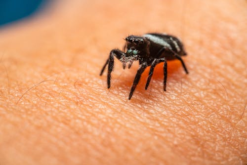 Foto profissional grátis de aracnídeo, aranha, arrepiante