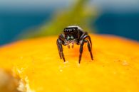 Macro shot of a jumping spider on a vibrant orange surface.