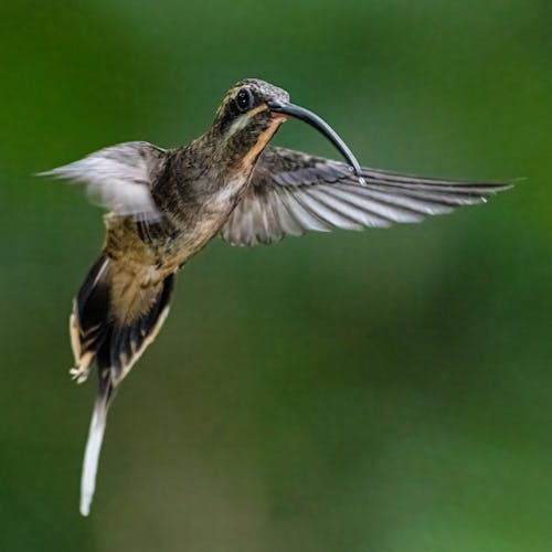 Long-billed hermit hummingbird