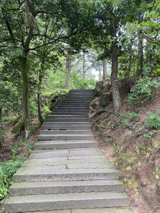 Stairs Between Green Trees · Free Stock Photo