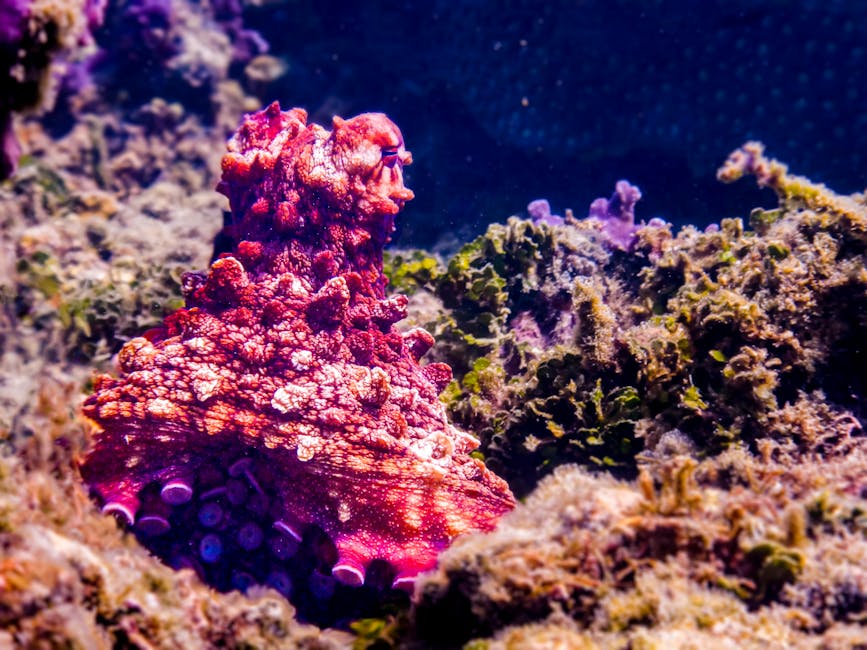 Rising Ocean Temperatures and Coral Bleaching Events