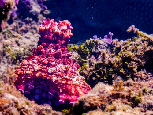 Free Close-up of an octopus blending with coral reef at Lizard Island, Australia. Stock Photo