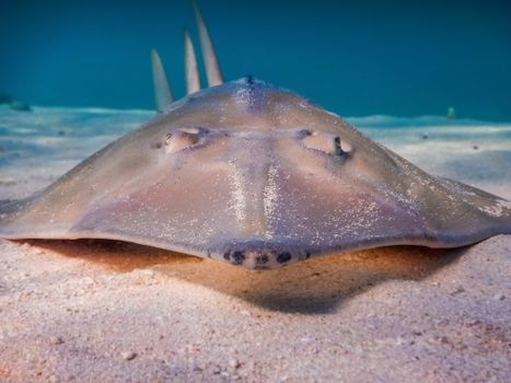 Close-up of a stingray resting on the sandy ocean floor in Queensland, Australia.