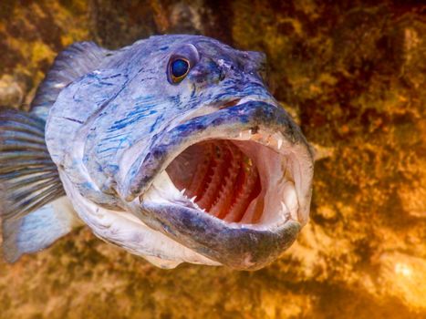 Vibrant close-up of a blue fish with an open mouth in underwater reef, Australia.
