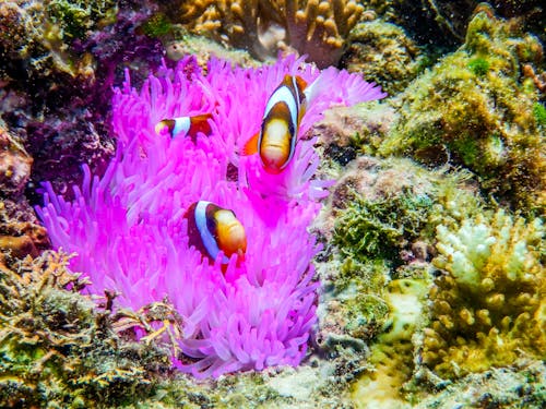 Free Group of Clown Fish on Coral Reef  Stock Photo