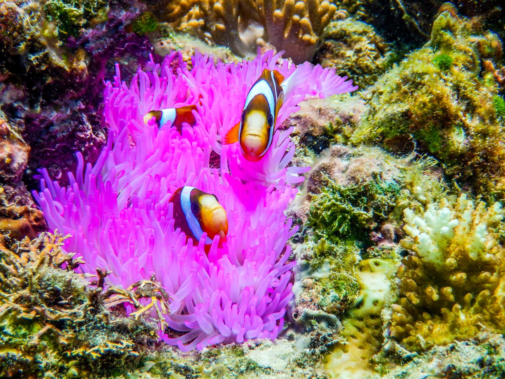 Great Barrier Reef, Australia