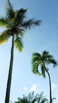 Tall palm trees stretch under a bright blue sky, capturing a tropical paradise feel.