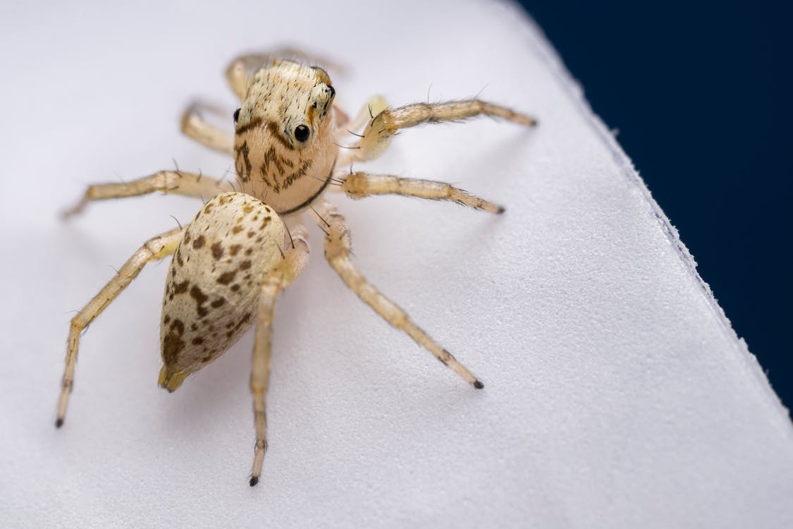 Macro Photography of an Arachnid 