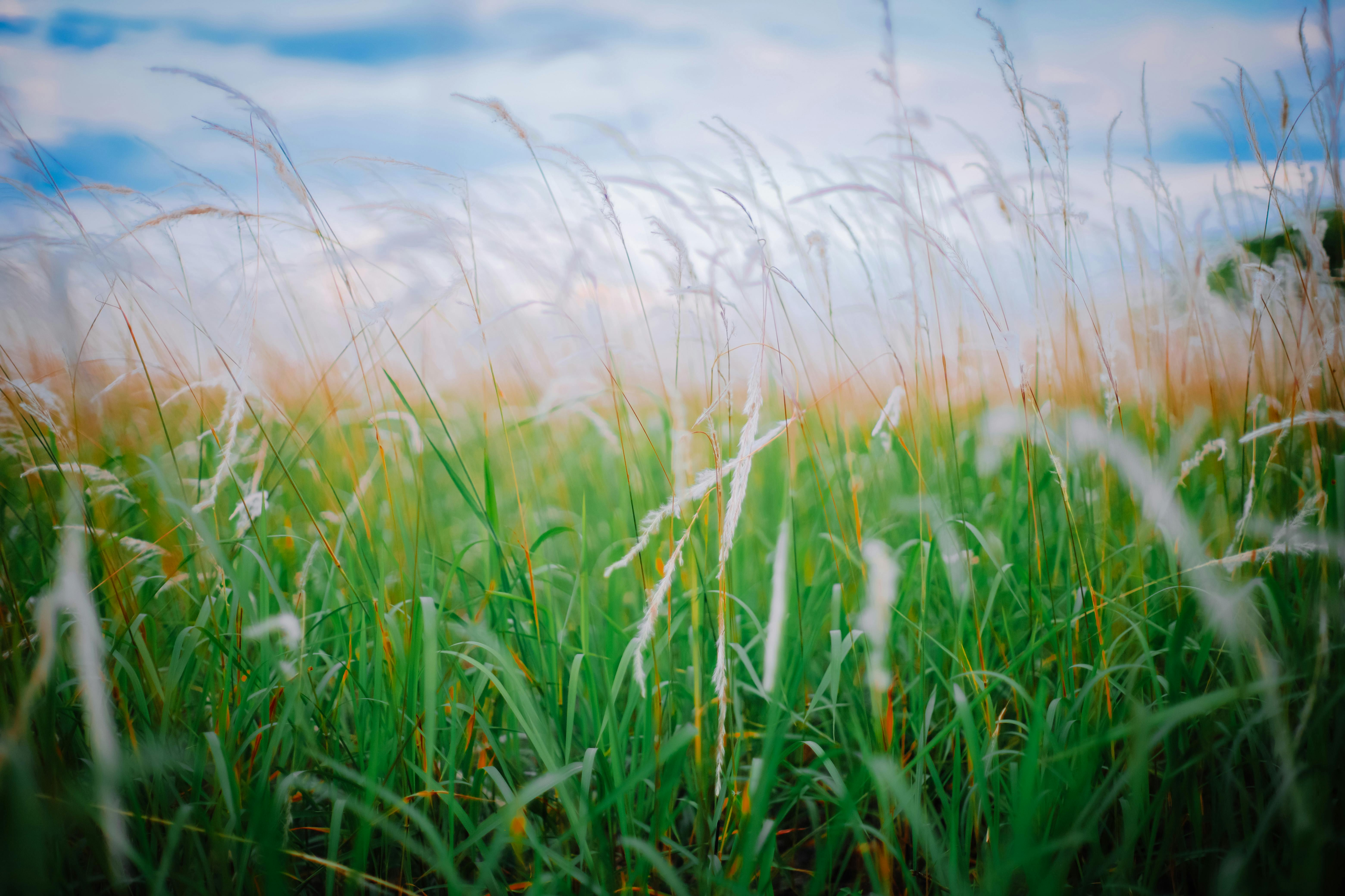 Close-Up Photo of Green Grass · Free Stock Photo
