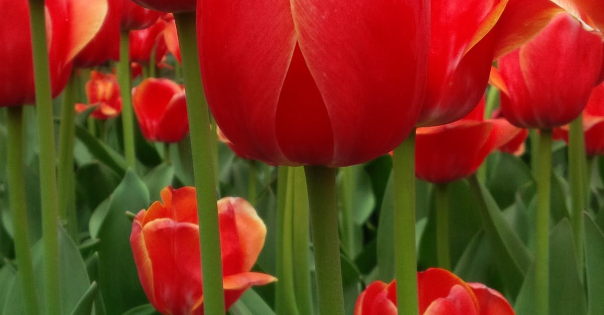 Free stock photo of flowers, tulip