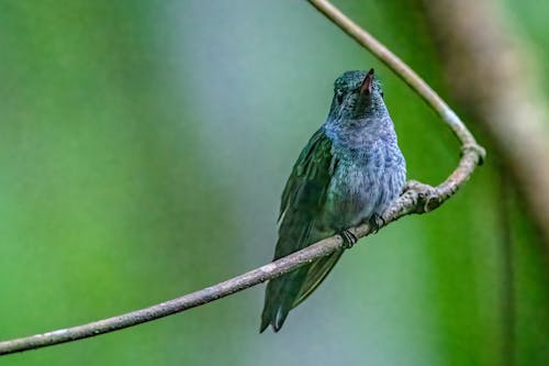 Blue-chested Hummingbird