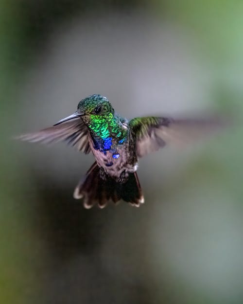 Violet-bellied Hummingbird