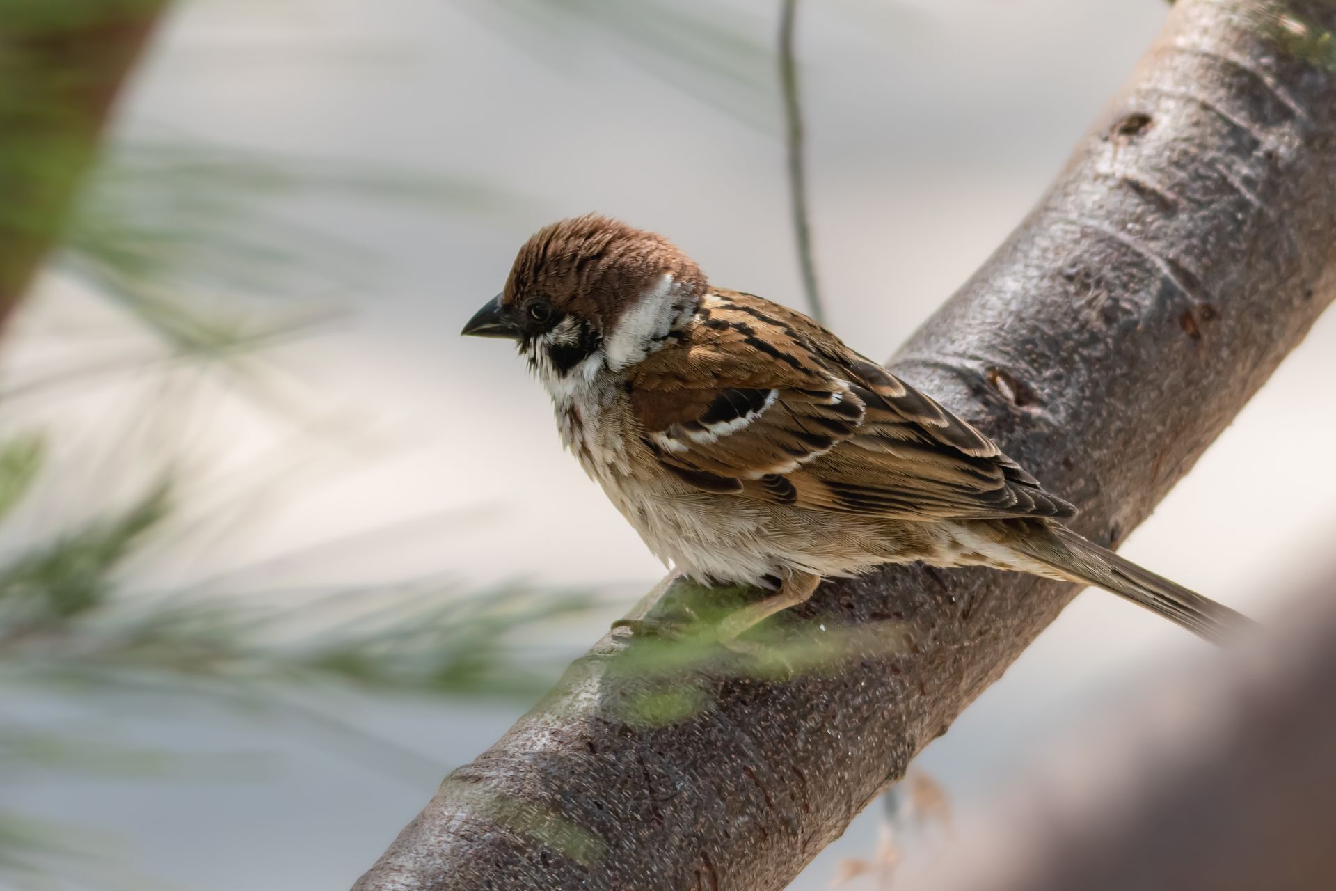A sparrow perched on a tree branch in natural light, Sekinchan, Malaysia.