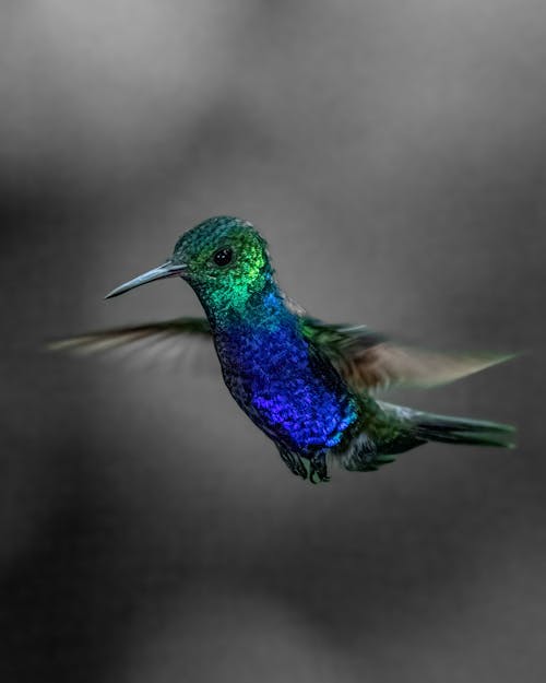 Violet-bellied Hummingbird