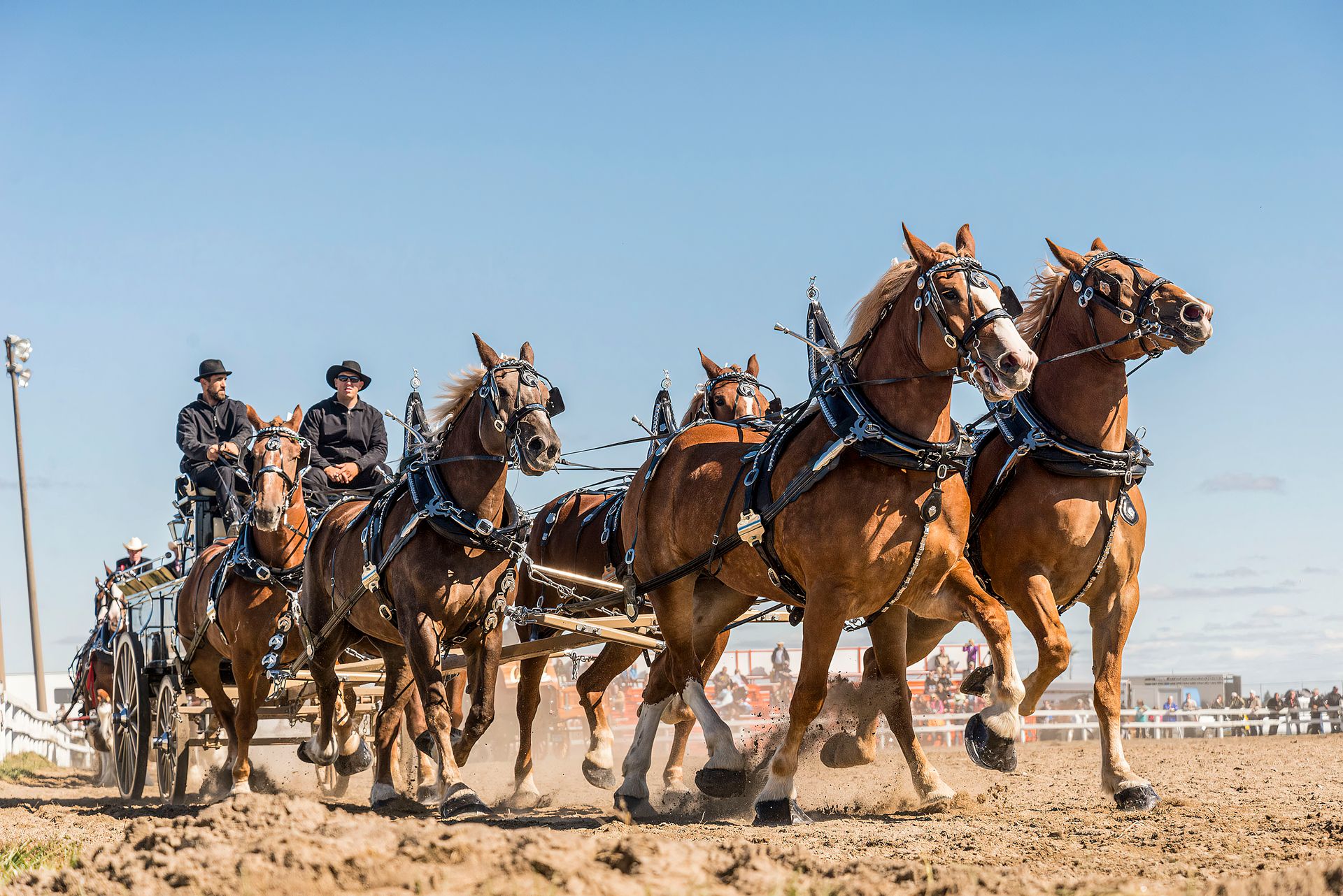Men Riding Cart with Horses