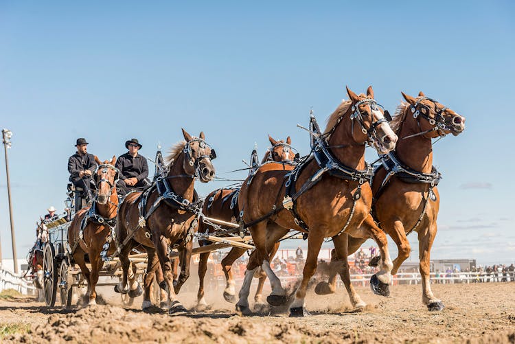 Men Riding Cart With Horses