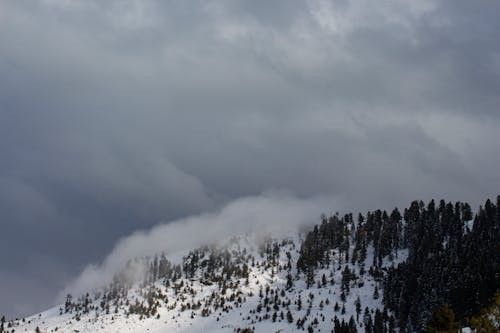 бесплатная Бесплатное стоковое фото с белый, деревья, зима Стоковое фото