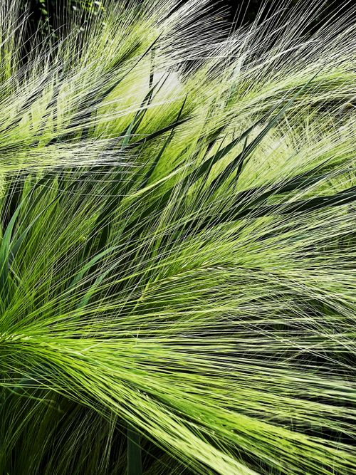 Free Close-up of lush green grass blades gently swaying, creating a serene natural texture. Stock Photo