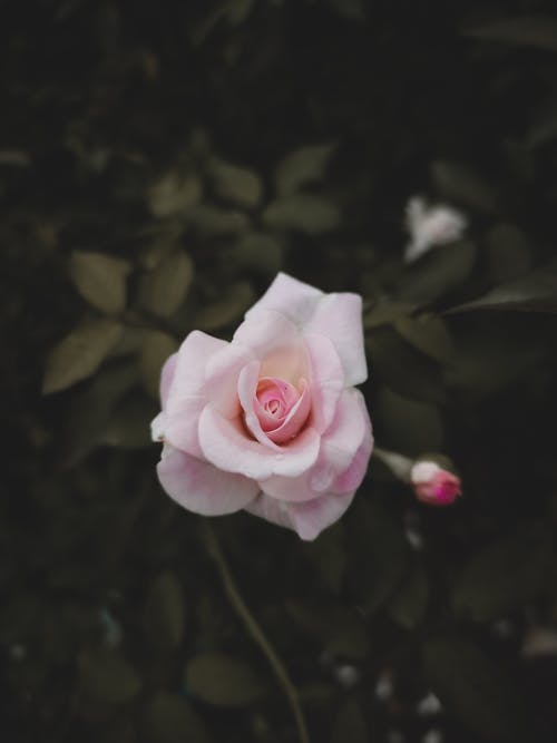 Photos gratuites de fermer, fleur, fleur rose