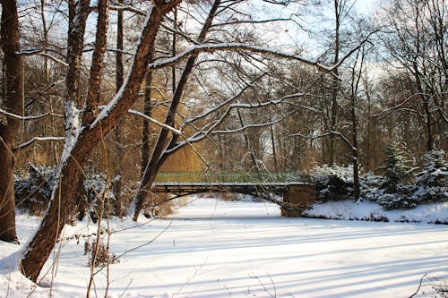 Fotos de stock gratuitas de árboles desnudos, congelado, cubierto de nieve