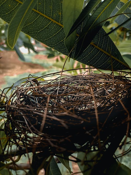 Brown Nest on Brown Wooden Branches