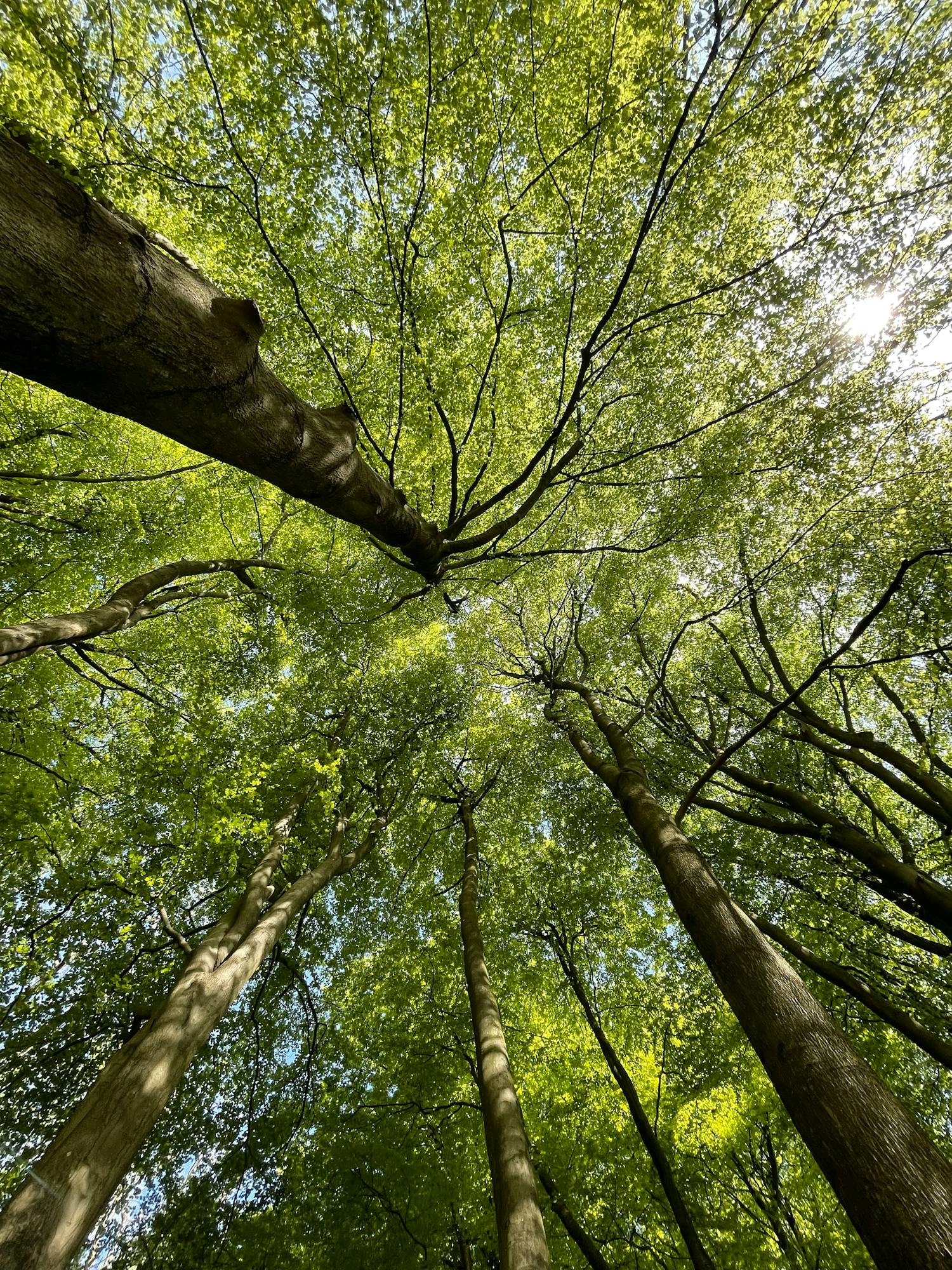 Protecție forestieră