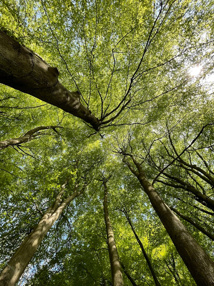 Green Trees Under White Sky