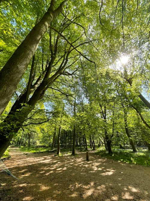 Free Explore a tranquil forest with sunlight streaming through lush green trees creating dappled shadows. Stock Photo