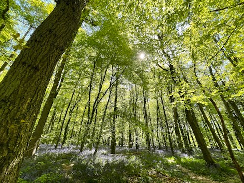 太陽, 木, 森の中の無料の写真素材