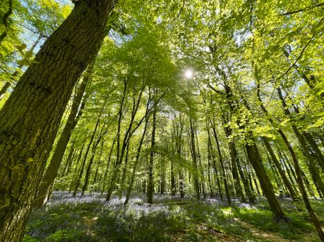 A vibrant forest scene with sunlight filtering through the trees and blooming bluebells.