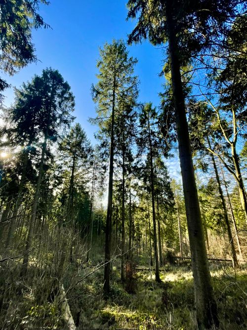 Free A serene forest scene featuring tall pine trees under a clear blue sky. Stock Photo