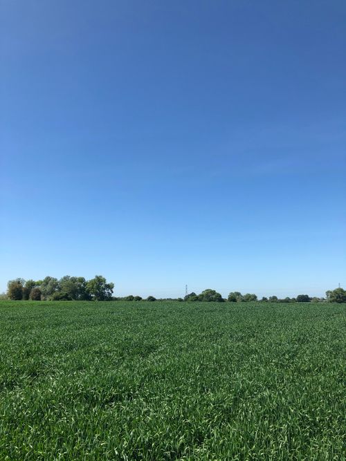 Free Expansive green cropland beneath a cloudless blue sky, ideal for agricultural themes. Stock Photo