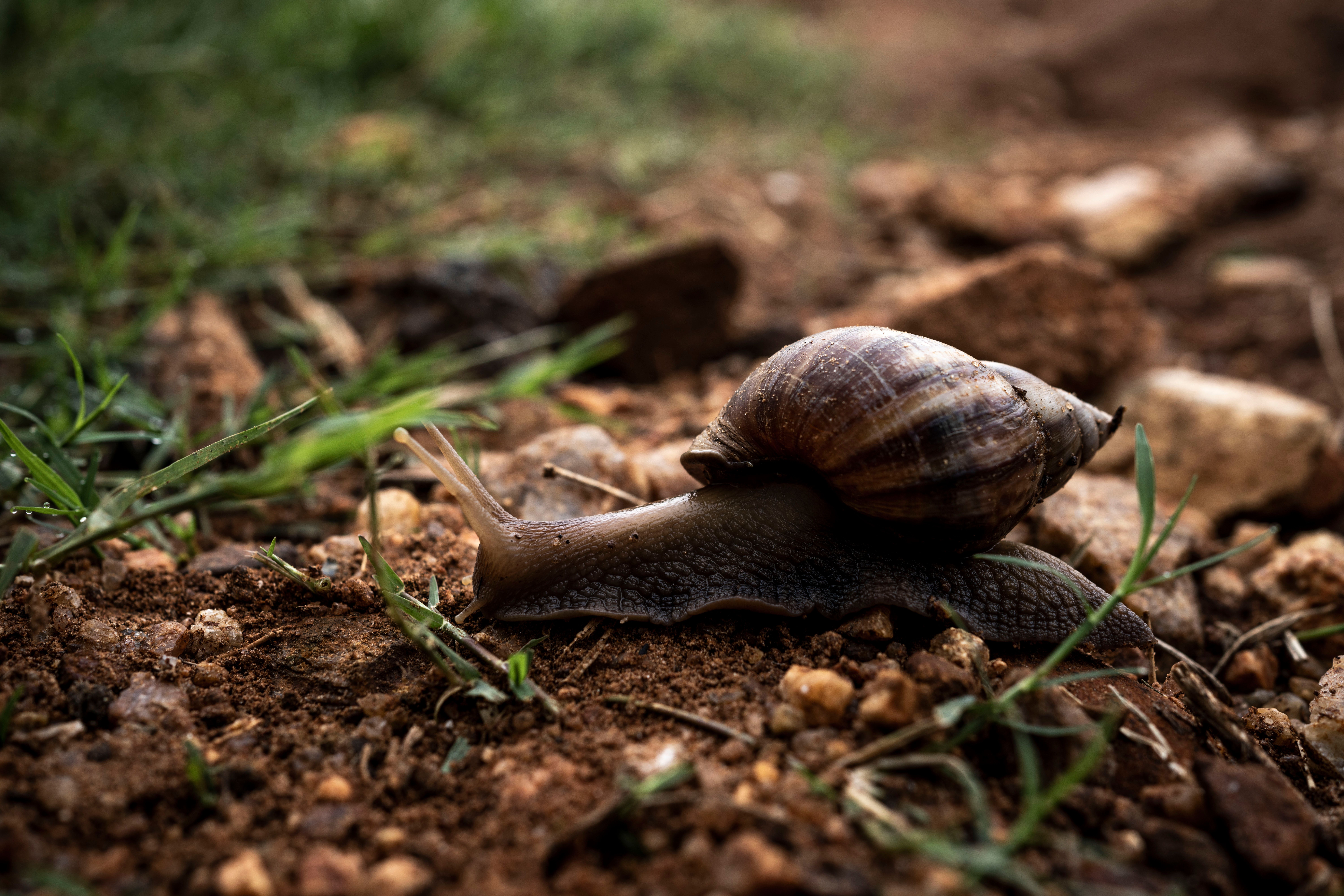 Close-Up Shot of a Snail · Free Stock Photo