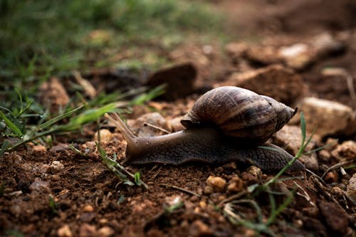 Free Close-Up Shot of a Snail Stock Photo