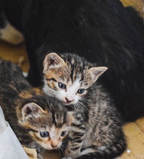 Free stock photo of animal, cat, cat s Stock Photo