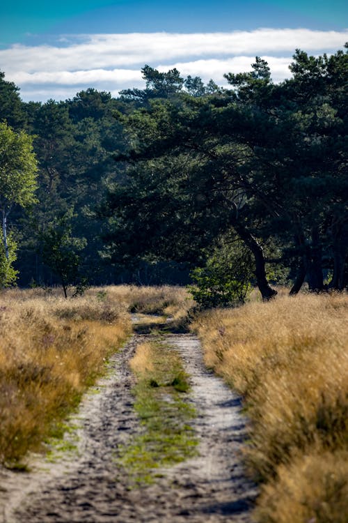 Green Trees and Brown Grass Field