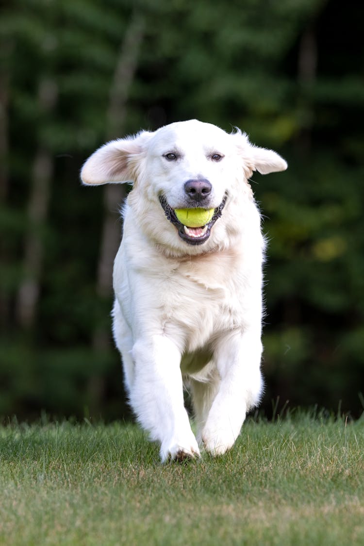 A Golden Retriever Running On The Grass 