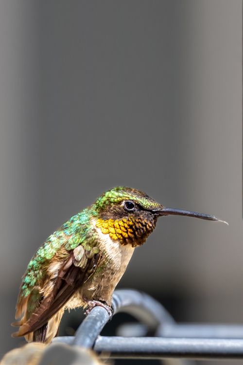 Close-Up Shot of a Hummingbird · Free Stock Photo