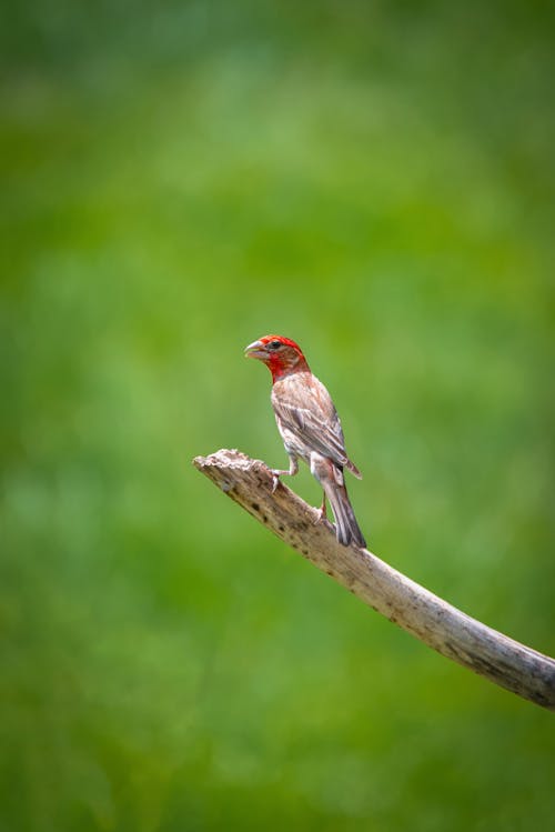 A Finch Perched on a Branch