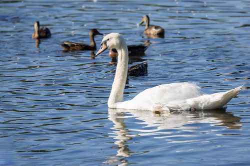 Free A graceful mute swan glides on a pond in Marlborough, MA surrounded by waterfowls. Stock Photo