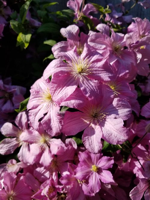 Free A stunning close-up of vibrant pink clematis flowers, showcasing intricate petal details. Stock Photo