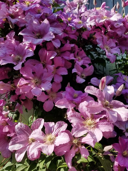 Free Beautiful pink clematis blossoms against a lush green backdrop. Stock Photo