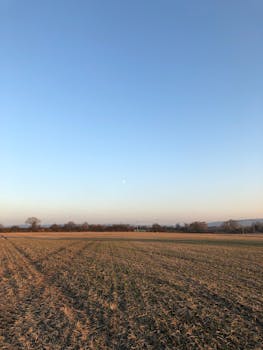 Serene rural field under a clear blue sky during daytime, ideal for agricultural themes.
