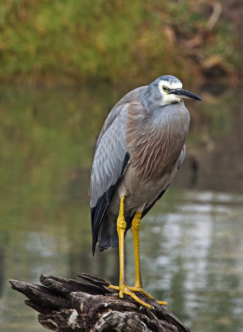 Gratis stockfoto met natuur, reiger